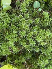 Leucolepis