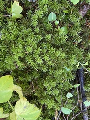 Leucolepis