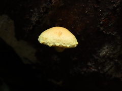 Pleuroflammula tuberculosa