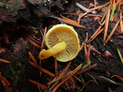 Pleuroflammula tuberculosa