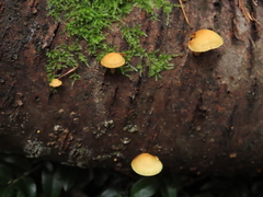 Pleuroflammula tuberculosa