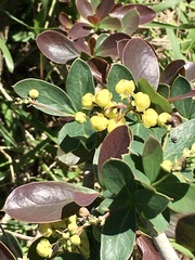 Berberis laurina