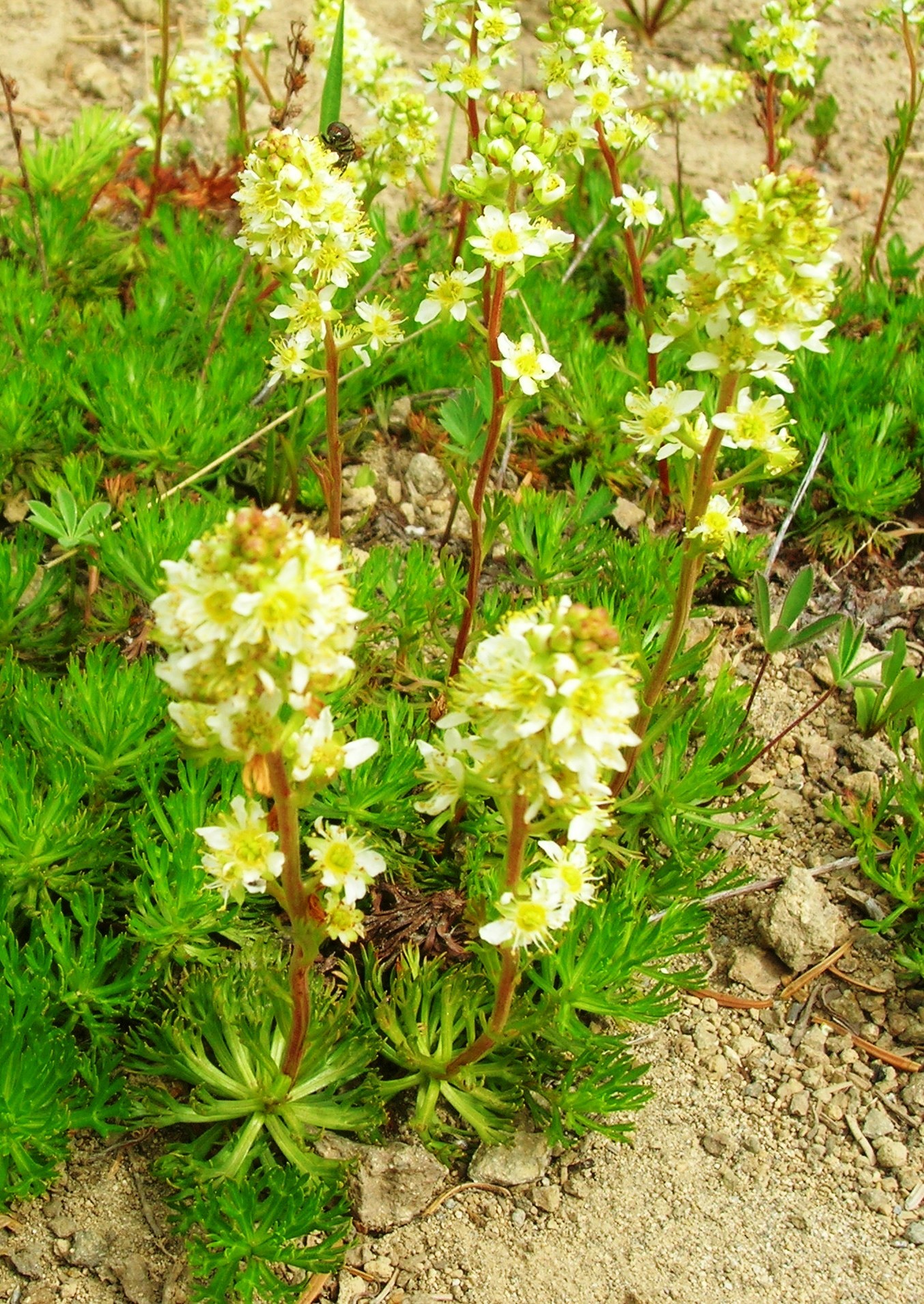 Luetkea pectinata