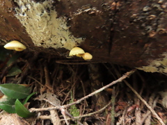 Pleuroflammula tuberculosa