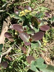 Berberis laurina