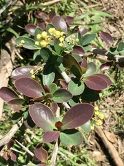 Berberis laurina