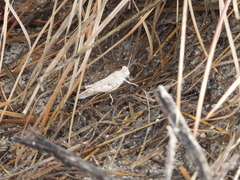 Cibolacris samalayucae