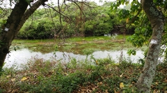 Ruppiaceae