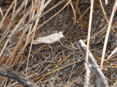 Cibolacris samalayucae