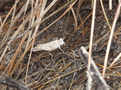 Cibolacris samalayucae