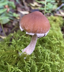 Psathyrella frustulenta