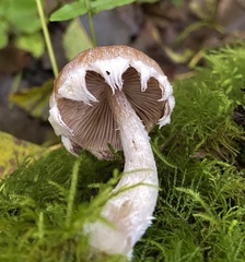 Psathyrella frustulenta