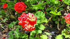 Pelargonium × hybridum