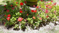 Pelargonium × hybridum