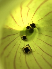 Exyra semicrocea