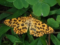 Epobeidia tigrata tigrata