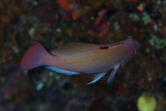 Pseudanthias hypselosoma