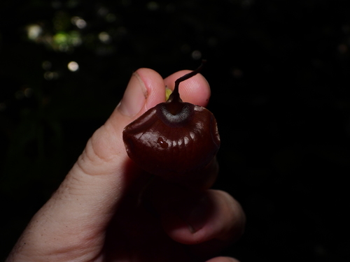 Aristolochia flava