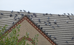 Columba livia domestica