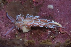 Phyllodesmium horridum