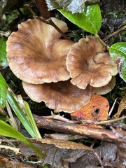 Pseudoarmillariella ectypoides