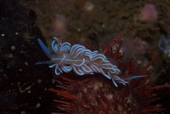 Phyllodesmium horridum