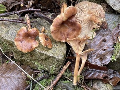 Pseudoarmillariella ectypoides