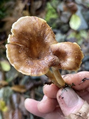 Pseudoarmillariella ectypoides