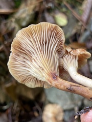 Pseudoarmillariella ectypoides