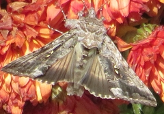 Syngrapha octoscripta