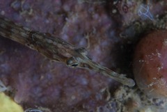 Syngnathus temminckii