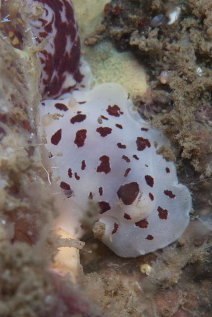 cow nudibranch