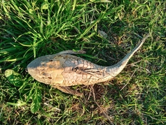 Hypostomus