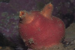Ascidia incrassata