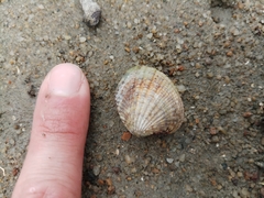 Gafrarium pectinatum