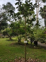 Sterculia lanceolata