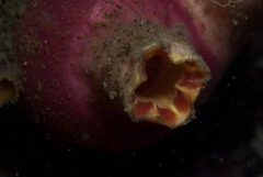 Ascidia incrassata