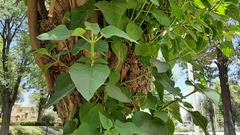 Magnoliopsida