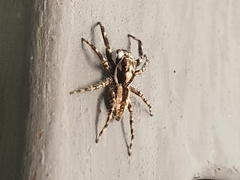 Menemerus bivittatus