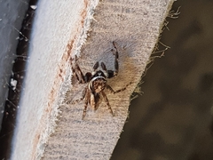 Menemerus bivittatus