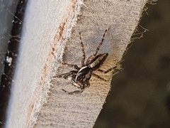 Menemerus bivittatus