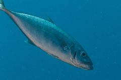 Craterognathus plagiotaenia
