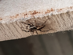 Menemerus bivittatus