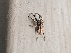 Menemerus bivittatus