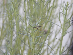 Michaelophorus indentatus