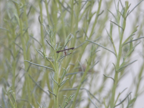 Hourglass Plume Moth photo 5