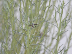 Michaelophorus indentatus