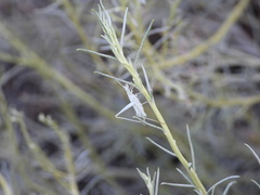 Oecanthus beameri