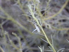 Oecanthus beameri