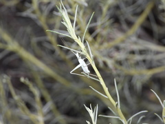 Oecanthus beameri